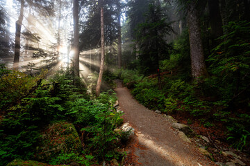Fototapeta premium Dreamy View of the Sunrays in a Rainforest during a sunny and foggy day. Hiking Path Trail in the Woods. Taken in Cypress Provincial Park, West Vancouver, British Columbia, Canada. Nature Background