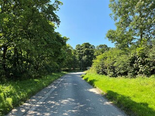 Looking toward the end of, Priesthorpe Road, with wild plants, old trees, and a vivid blue sky in, Pudsey, Leeds, UK