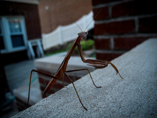 Praying Mantis, Bronx NY