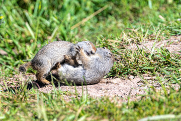 Young Playing Uinta Ground Squirrel (Urocitellus armatus), Grand Teton National Park