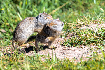 Young Playing Uinta Ground Squirrel (Urocitellus armatus), Grand Teton National Park