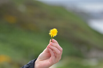 yellow flower in the hands