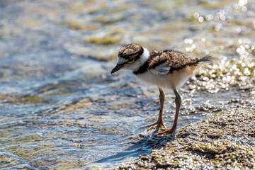 Young Killdeer (Charadrius vociferus) Strolling around on the Shores of Lake Yellowstone, Yellowstone National Park