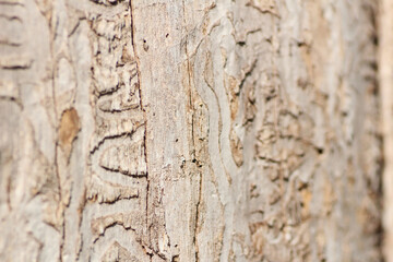Marco of Ash Bore Beetle Trails