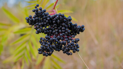 Elderberry bush, grow elderberry on plantation,ripe elderberry on a branch
