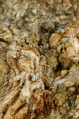 Old Bark