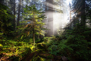 Dreamy View of the Sunrays in a Rainforest during a sunny and foggy day. Taken in Cypress Provincial Park, West Vancouver, British Columbia, Canada. Nature Background