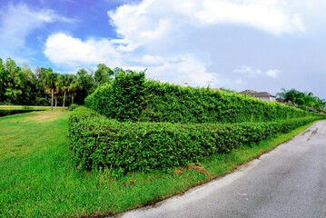 Fototapeta na wymiar Green Ivy Wall and blue sky
