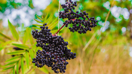 Elderberry bush,ripe elderberry close-up,elderberry cultivation on the plantation