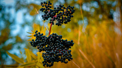  Elderberry sprig growing in nature,cultivation of elderberry on the plantation