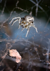 Spider, Etosha Pan, Etosha National Park, Namibia