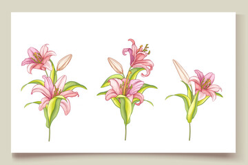 beautiful hand drawn lily flowers illustration