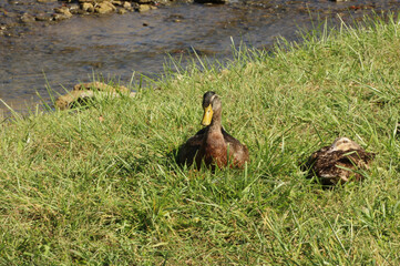 Two Ducks in the Grass