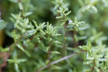 Leaves of swamp stonecrop plants, Crassula helmsii
