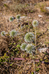 Ruins of the Greek city of Ephesus in Turkey