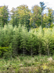 Wiederaufforstung durch Neubepflanzung im Mischwald