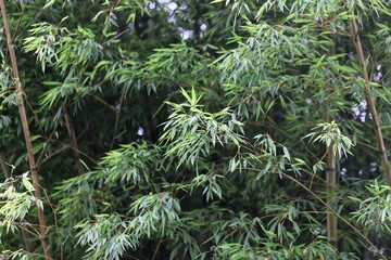 Leaves and steams of moso bamboo, Phyllostachys edulis