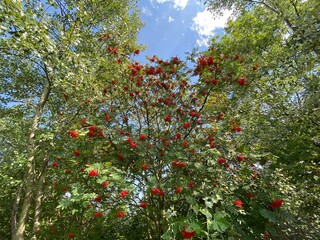 Tree, with red berries, growing between two larger trees, set against a blue sky in, Meanwood,...
