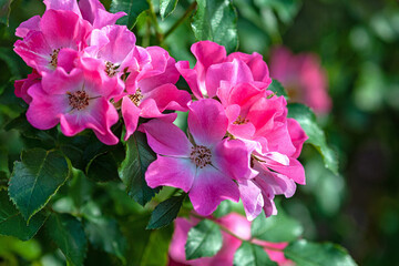 Showy pink garden roses (Giro Amorina) blooming in summer garden