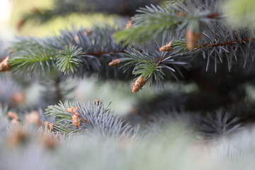 branches of a pine