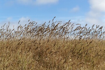 Meadow with dry orchard grass and a blue sky.