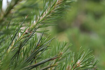 close up of pine tree