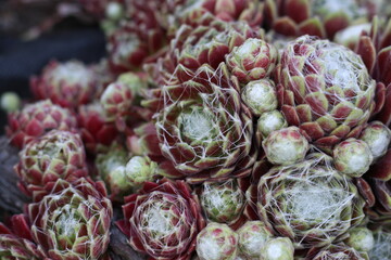 close up of a cactus
