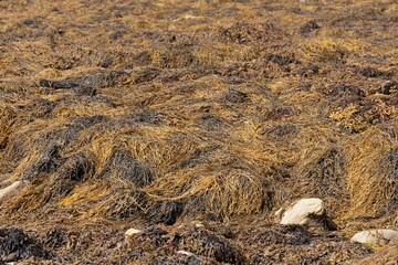Intertidal flat covered by seaweed in Brittany