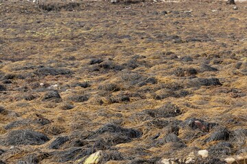 Intertidal flat covered by seaweed in Brittany