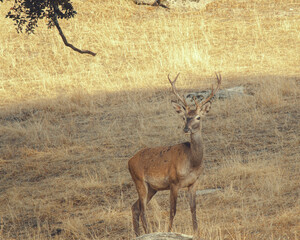 deer bellowing in the wild bush
