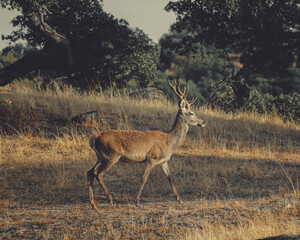deer bellowing in the wild bush
