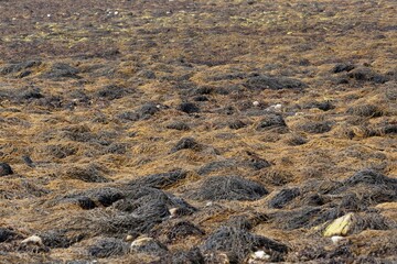 Intertidal flat covered by seaweed in Brittany