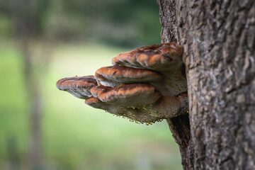 Polypore mushroom on a tree
