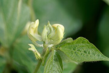 Flower of a mung bean, Vigna radiata