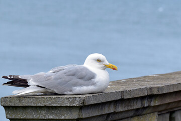 Fototapeta premium Seagull sitting on a stone