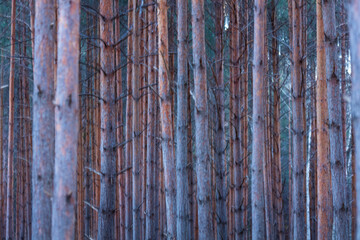 Pine forest, Parque Natural 'Laguna Negra y Circos Glaciares de Urbión', Soria province, Castilla y Leon, Spain, Europe