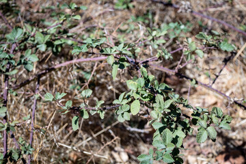 vines in the field 
