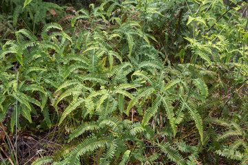 plants in the nature