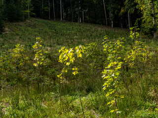 Wiederaufforstung durch Neuanpflanzung im Mischwald