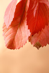 Autumn leaves decoration with copy space