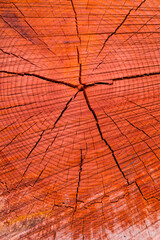 Certified wood,  SCOTS PINE - PINO SILVESTRE (Pinus sylvestris), Parque Natural 'Laguna Negra y Circos Glaciares de Urbión', Soria province, Castilla y Leon, Spain, Europe