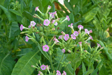 pink tobacco flowers in the field