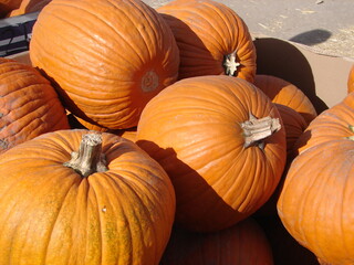 orange pumpkins, fall, autumn and halloween