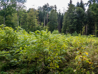 Wiederaufforstung durch Neuanpflanzung im Mischwald
