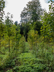 Fototapeta na wymiar Wiederaufforstung durch Neuanpflanzung im Mischwald