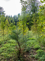 Wiederaufforstung durch Neuanpflanzung im Mischwald