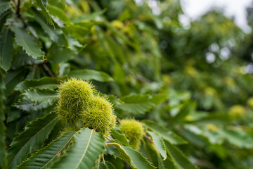 chestnuts on a branch