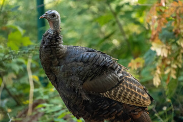 big wild bird
