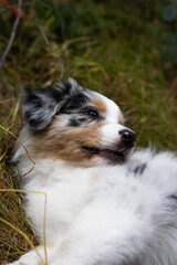 portrait of a australian shepherd