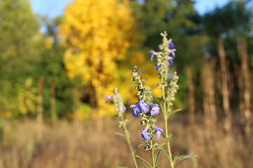 Wild blue sage. a threatened species in Illinois, with fall foliage in the background